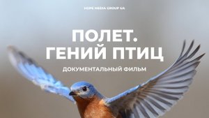 ПОЛЁТ - Гениальность, воплощённая в птицах