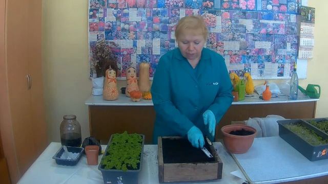 Пикировка Сальвии. Как пикировать рассаду сальвии (шалфей) смотреть онлайн