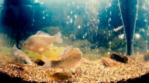 Реакция Карася на Укроп! Эксперимент с мотылем в аквариуме