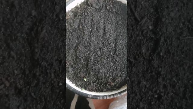 #Рассада клубники 2021 из семян, #Гигантела, #Тристан, зимние лето смотреть онлайн