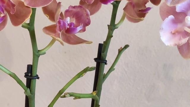 Орхидеи- бабочки! Парфюмерная фабрика и Паприка! Очередная орхо-посылка из Крыма смотреть онлайн