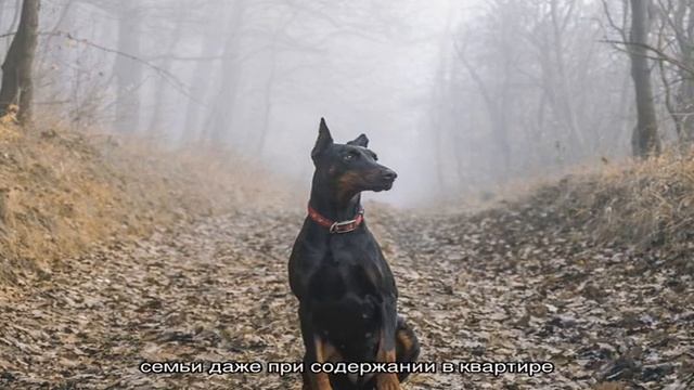 Лучшие сторожевые собаки в мире: топ-10