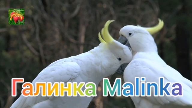 Пиратская жизнь /Жрать тазами надо уметь /Обзор Влогов / смотреть онлайн