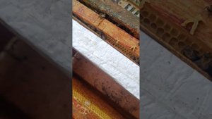 Перезимовавший однорамочный отводок.