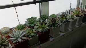 Незаметная ФИТОЛАМПА, или как эстетично закрепить подсветку растений на окне!