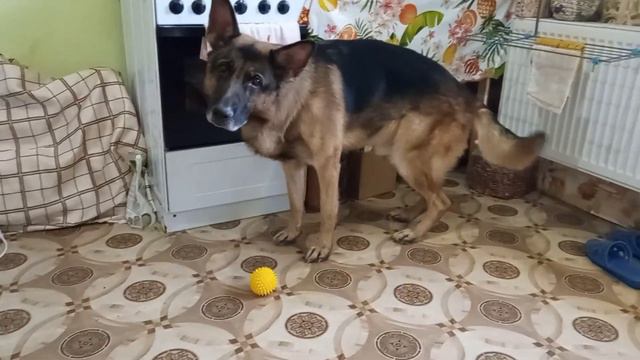 Красивые салфетки крючком / Большая собака в маленькой квартире/ смотреть онлайн