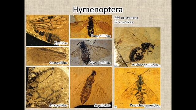 Хасурты – новый мезозойский лагерштетт смотреть онлайн
