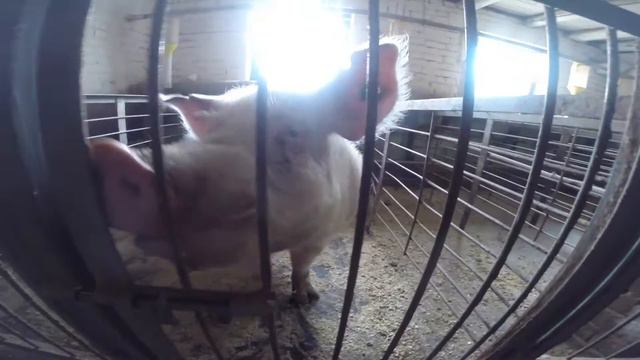 Анонс животноводческой фермы