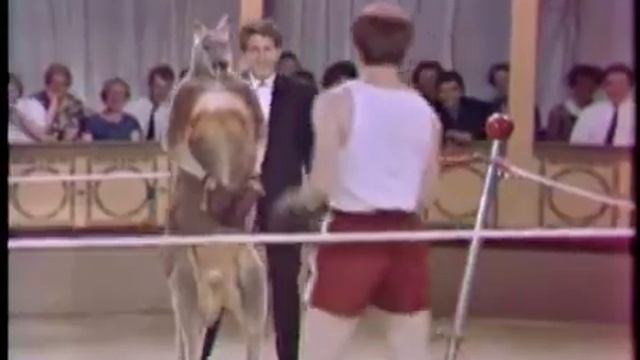 человек против кенгуру смотреть онлайн