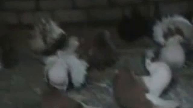 Голуби породы павлины мой питомник 2013 год