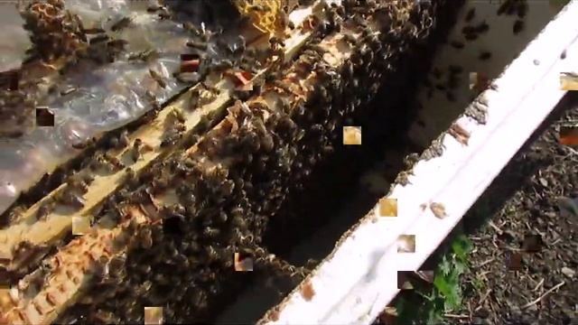 подстановка пчелам рамки с вощиной в мае - весенние работы на пасеке смотреть онлайн