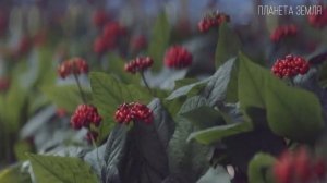 Женьшень: Панацея от всех болезней | Интересные факты про растения