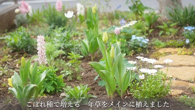 SUB《春の庭におすすめの花》植えっぱなしで毎年咲く春咲き球根＊3月下旬の庭《T's Gardenのガーデニング》 смотреть онлайн