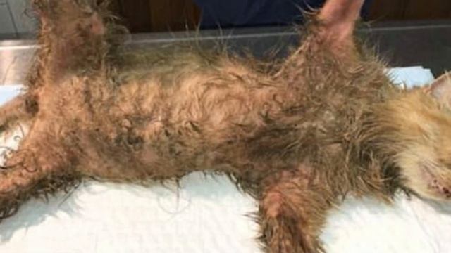 Бедного котенка взяли и облили горячим моторным маслом. Затем они бросили его на улице, чтобы он.. смотреть онлайн