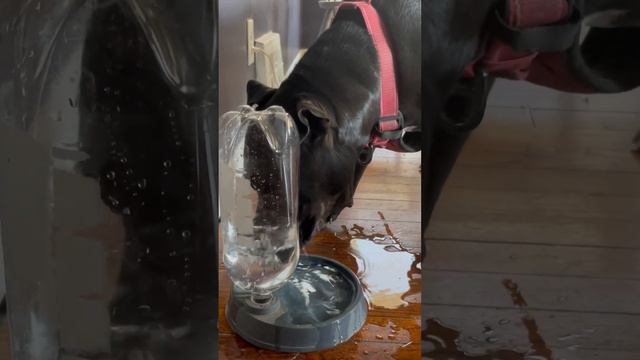 Exhausted Pitty chugs a 2 liter of water 🥵#dog #water #dehydrating #stayhydrated #chug #doglover