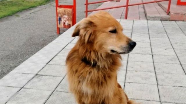 Каждую ночь собака сидит перед дверью. Когда узнали почему она сидит были шокированы! смотреть онлайн