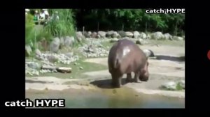 Реакция на видео. Как пукают животные и слон накакал во время выступления. Орррр