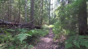 Экотропа Заповедный лес  01