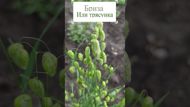 Жемчужная трава Бриза, или трясунка.?