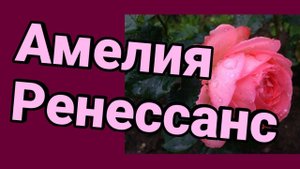 Роза Амелия Ренессанс