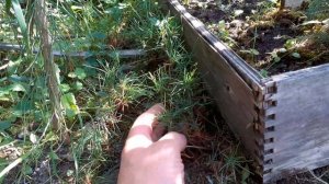 Сеянцы кедрового стланика. Небольшой обзор.