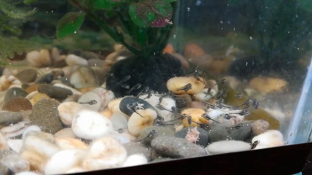 Радужные цихлазомы мальки 8-9 дней кормление . смотреть онлайн