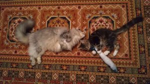 Котики-наркотики