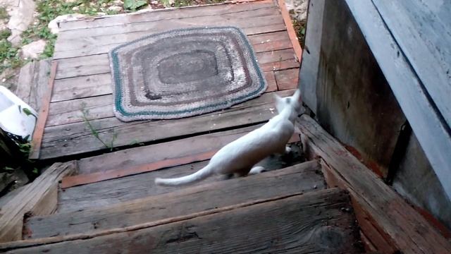 Хвост, который виляет кошкой