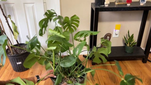 Making Moss Poles for my Monstera and Syngonium Houseplants