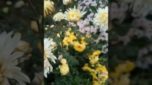 Подготовка к зиме хризантем в открытом грунте.