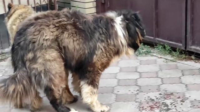 ВЯЗКА СОБАК САО!mating dogs SAO! смотреть онлайн