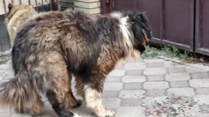 ВЯЗКА СОБАК САО!mating dogs SAO!
