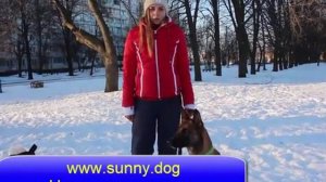 3 ошибки из-за которых собака не подходит к хозяину по команде "ко мне". Непослушание собаки.