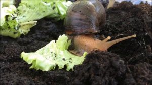 Улитка Турбо.mp4