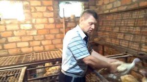 Индюки Биг-6    50 пятьдесят дней
