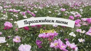 Как пересадить пионы весной.