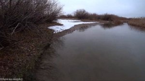 Охота на северную утку с подхода.