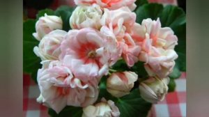 Пеларгония Exotica Appleblossom