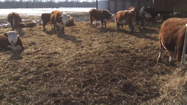 Антибрык для Герефордов смотреть онлайн