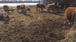 Антибрык для Герефордов