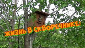 Скворцы кормят птенцов. июль 2024г