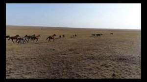 Степные просторы Казахстана