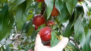 НЕКТАРИН. МОРОЗОСТОЙКИЙ И ОЧЕНЬ ВКУСНЫЙ!!!