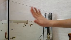 Аквариум и полузнайка. Как наклеить фон на аквариум