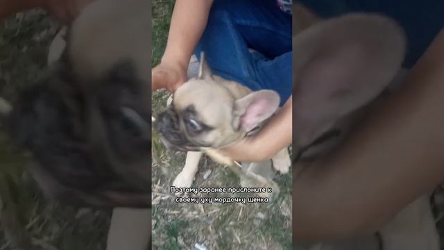 Как выбрать здорового щенка французского бульдога? #щенки #французскийбульдог смотреть онлайн