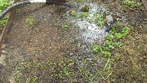 Как купаются птицы в вольере #Птицы #птички #купание #вольер #2021