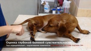 Глава 1. Оценка глубокой болевой чувствительности (ГБЧ) у собаки