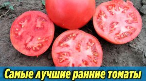 Мои самые лучшие раннеспелые сорта томатов Описания и характеристики ранних помидоров