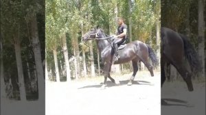 КЫРГЫЗСТАН ОТЛАРИ//KIRGYZSTAN OTLARI😍👍🏻