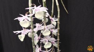 #GVOS2020 - Dendrobium aphyllum